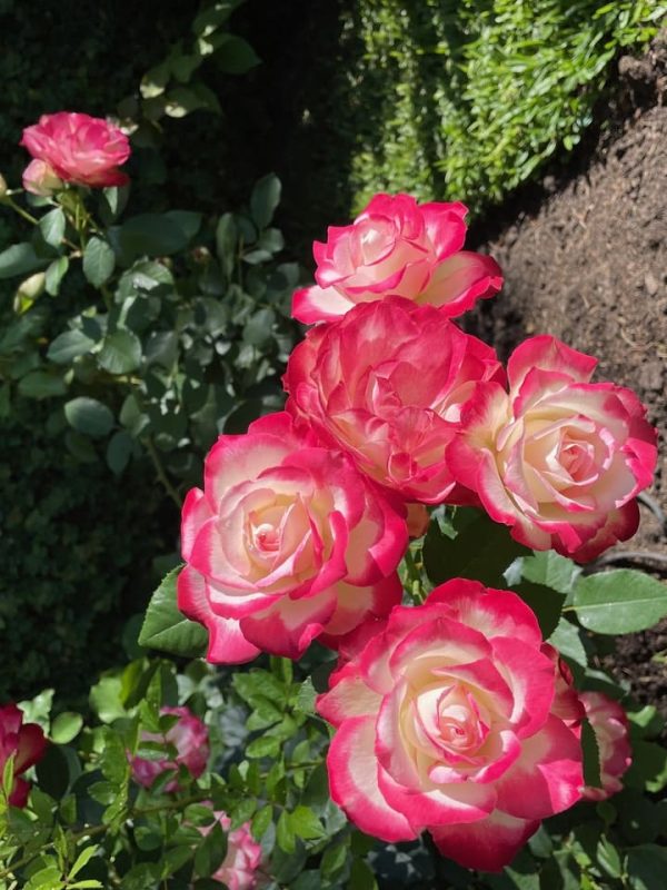 Rosa Charles Aznavour 1