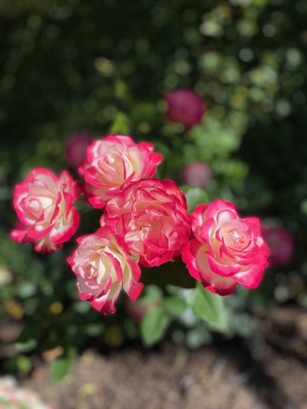 Rosa Charles Aznavour 2