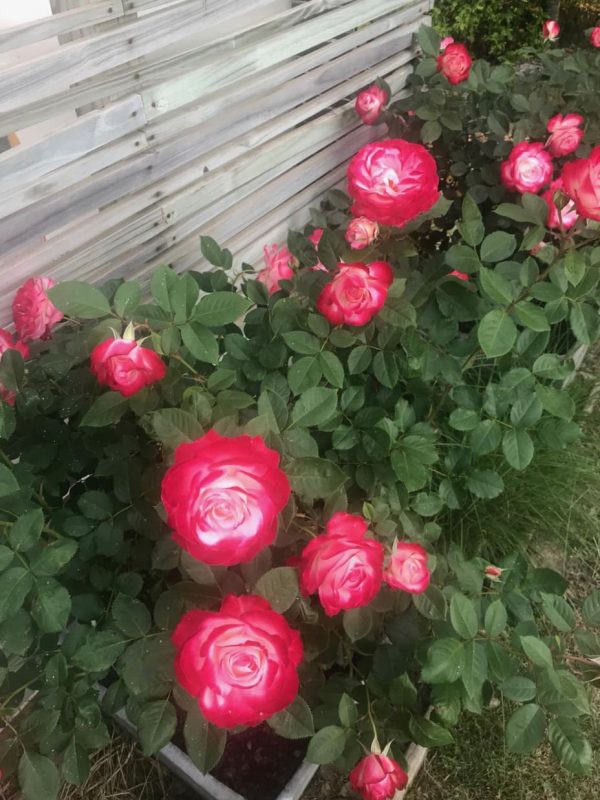 Rosa Charles Aznavour 3