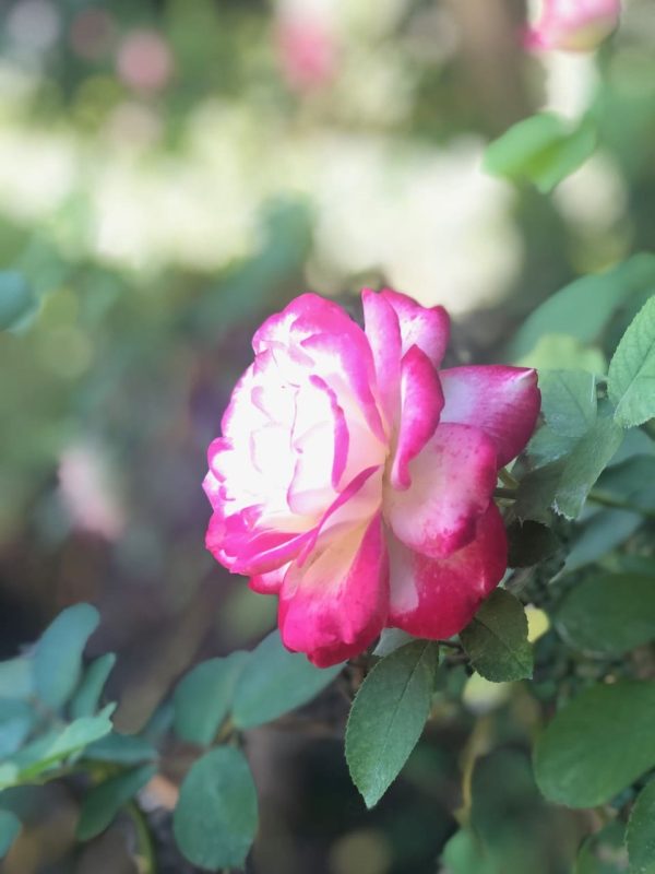 Rosa Charles Aznavour 4