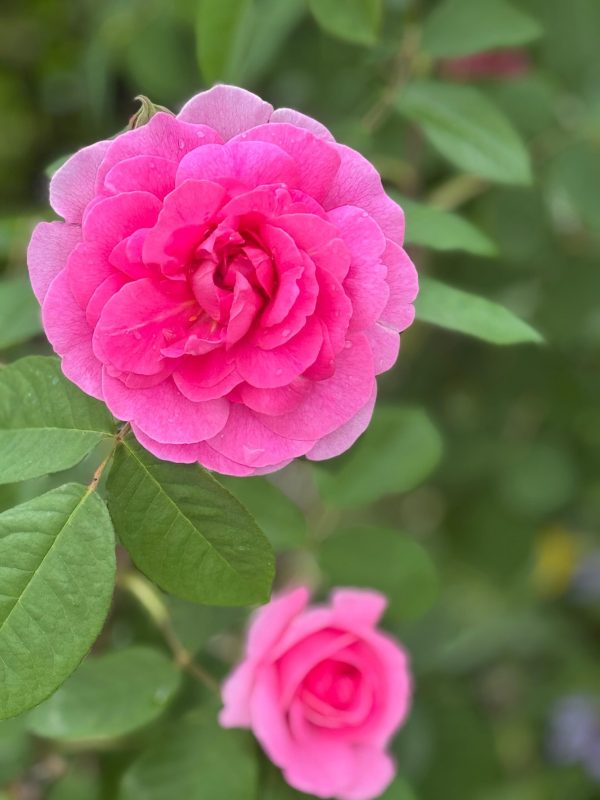 Rosa Gertrude Jekyll 2