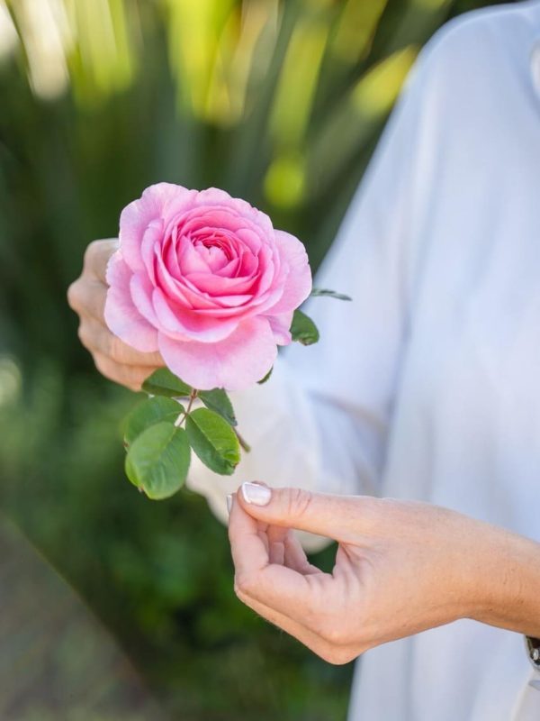 Rosa Gertrude Jekyll 3