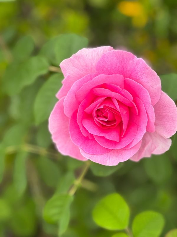 Rosa Gertrude Jekyll 4