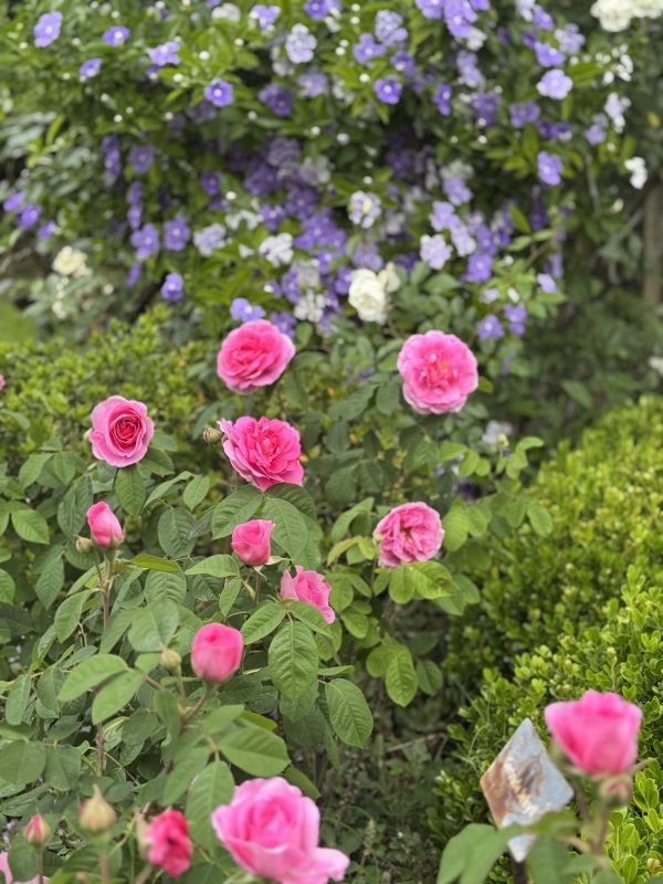 Rosa Gertrude Jekyll 5