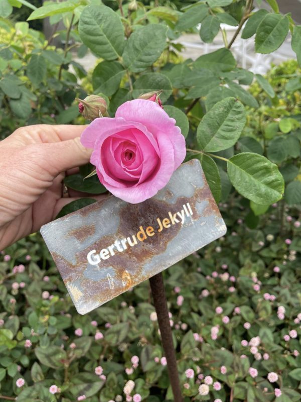 Rosa Gertrude Jekyll 6
