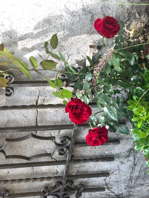 Rosa ‘Grand Hotel’