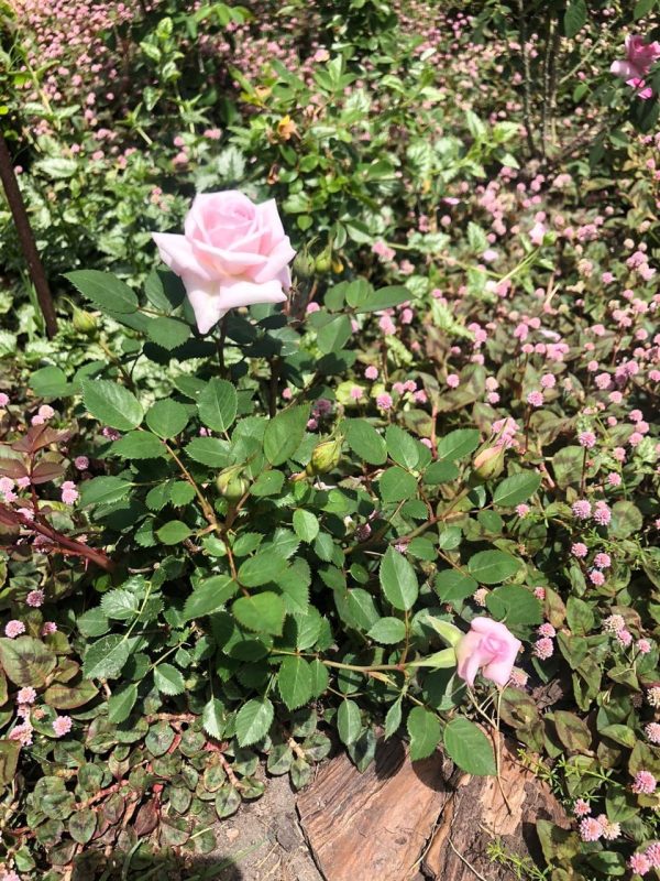 Rosa ‘Marita Lindener’ 1
