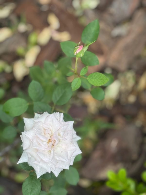 Rosa ‘Marita Lindener’ 2
