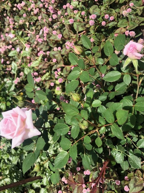 Rosa ‘Marita Lindener’ 3