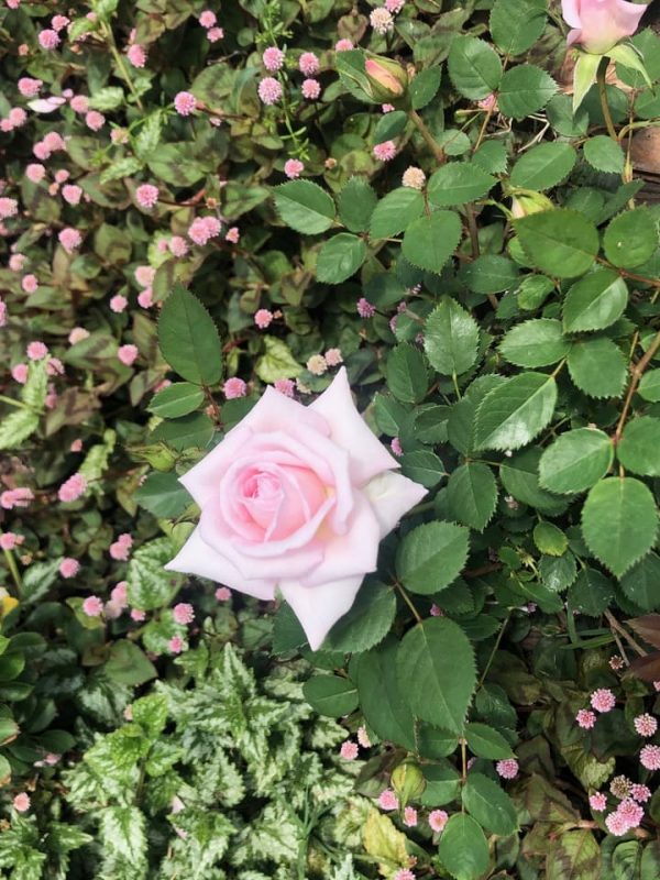 Rosa ‘Marita Lindener’ 4