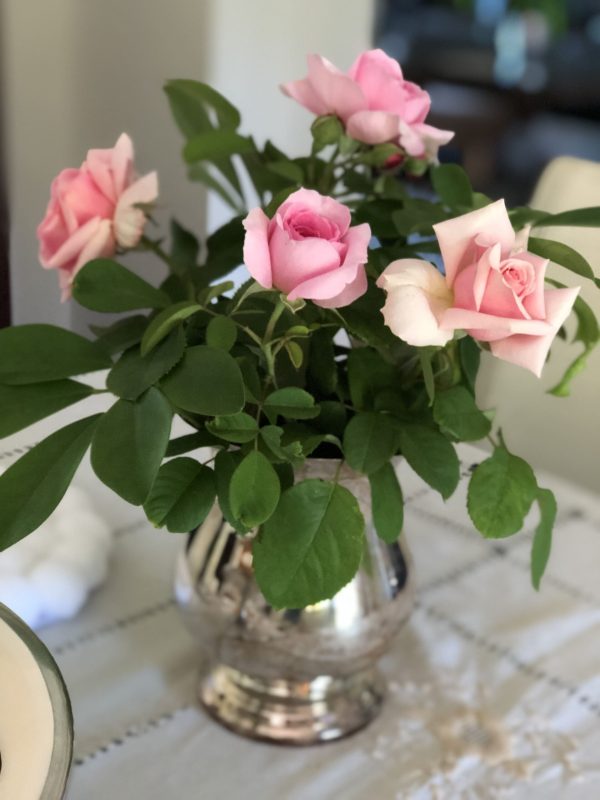 Rosa ‘New Dawn’