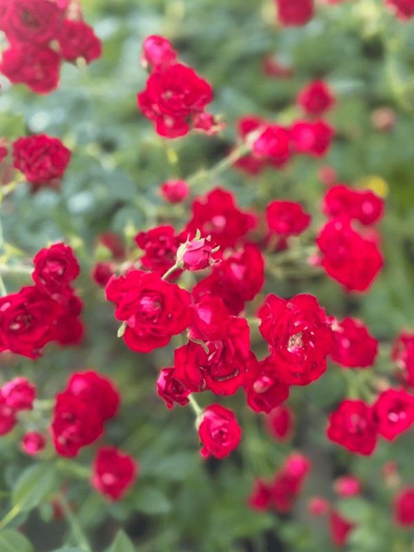 Rosa ‘Redcascade’ 1