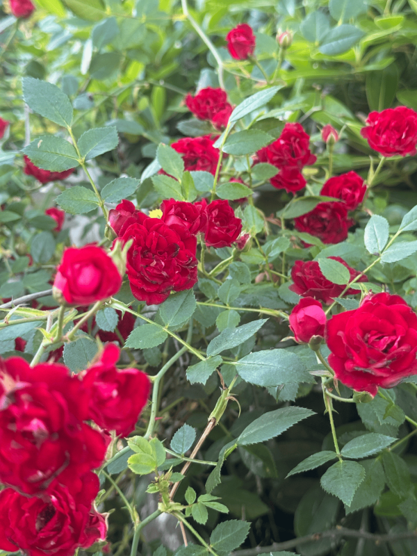 Rosa ‘Redcascade’ 3