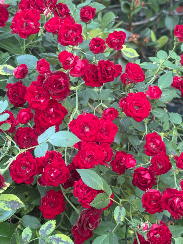 Rosa ‘Redcascade’ 4