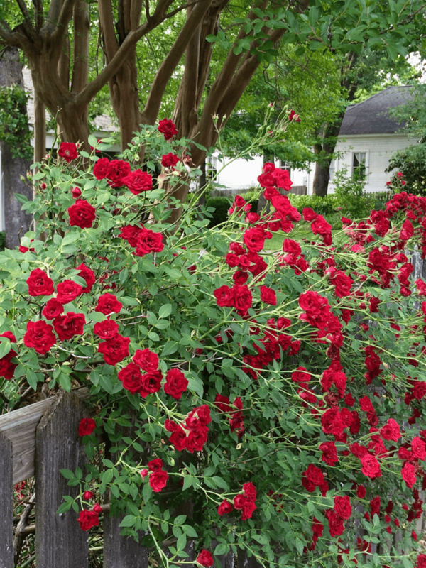 Rosa ‘Redcascade’ 6