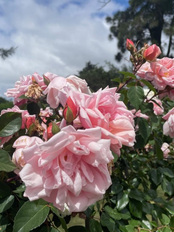 albertine 2